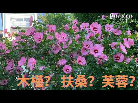 芙蓉樹風水|芙蓉種植風水：何時栽種最吉利？